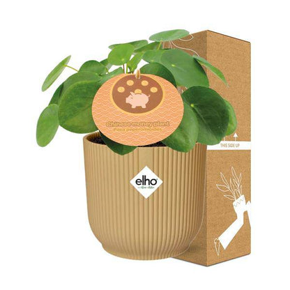 Chinesischer Geldbaum - Pilea Peperomioides - Zimmerpflanze - 12cm + Topf Vibes Fold 14cm Gelb