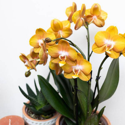 Orange Phalaenopsis-Orchidee Las Vegas im goldenen Groove-Ziertopf - Ø12cm - Oasis of Life