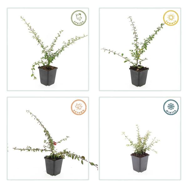 Teppichmispel Cotoneaster suec. 'Coral Beauty' – ↕10-25cm – Ø9cm – 12 Pflanzen – Bodendecker & niedrige Hecke – Winterhart – pflegeleicht