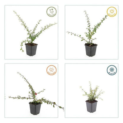 Teppichmispel Cotoneaster suec. 'Coral Beauty' – ↕10-25cm – Ø9cm – 12 Pflanzen – Bodendecker & niedrige Hecke – Winterhart – pflegeleicht