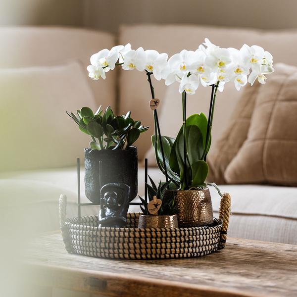 Komplettes Pflanzenset Home Hub | Grünpflanzen mit weißer Phalaenopsis-Orchidee inkl. schwarzen Keramik-Ziertöpfen und Zubehör - Oasis of Life