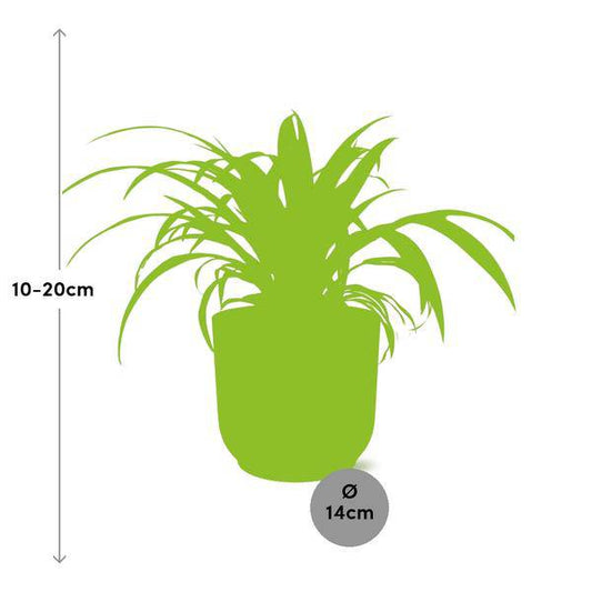 Grünlilie Chlorophytum Comosum Variegatum – Spinnenpflanze – Zimmerpflanze inkl. Ziertopf Vibes Fold Gelb Ø14cm – Luftreinigende & pflegeleichte Hängepflanze – Für Wohnzimmer & Büro 