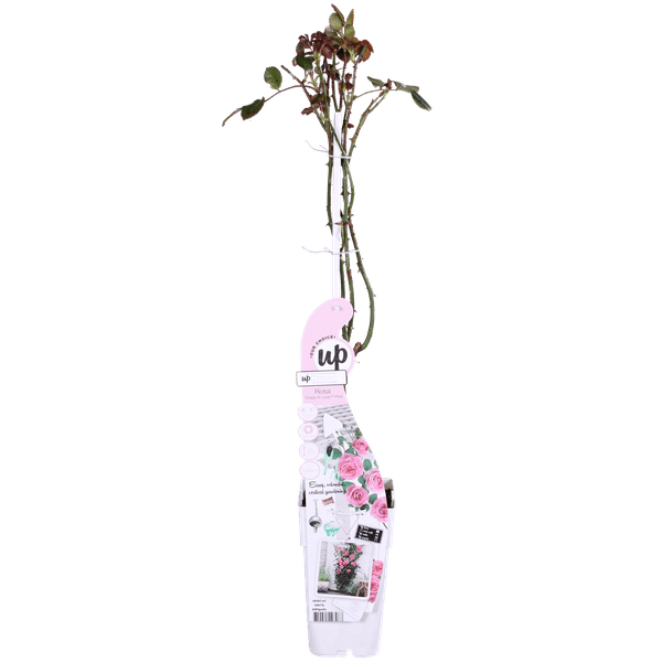 Kletterose - Rose Verrückt nach Liebe 'Pink' - ↨65cm - Ø15cm - 3 Stück 