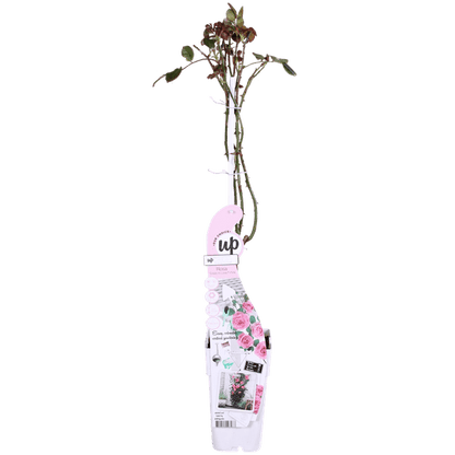 Kletterose - Rose Verrückt nach Liebe 'Pink' - ↨65cm - Ø15cm - 3 Stück 