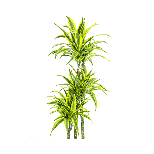 Dracaena Deremensis Zitronenlimette Ø27cm - ↕180cm - Oasis of Life