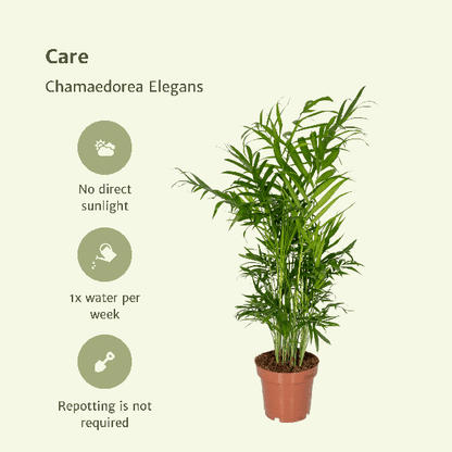Mexikanische Bergpalme - Chamaedorea Elegans - Zimmerpflanze - Ø12cm - ↕40cm - 2 Stück
