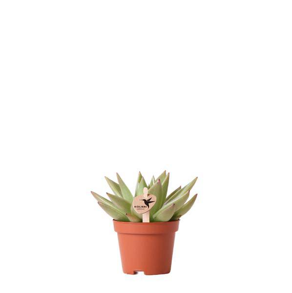 Grüne Pflanze - Sukkulente Echeveria Miranda - Blumenerde Ø6cm - grüne Zimmerpflanze - frisch aus der Gärtnerei - Oasis of Life
