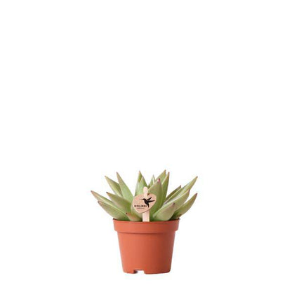 Grüne Pflanze - Sukkulente Echeveria Miranda - Blumenerde Ø6cm - grüne Zimmerpflanze - frisch aus der Gärtnerei - Oasis of Life