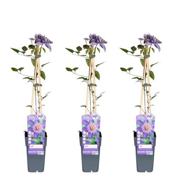 Waldrebe - Clematis Multi Blau - ↨65cm - Ø15cm - 3 Stück