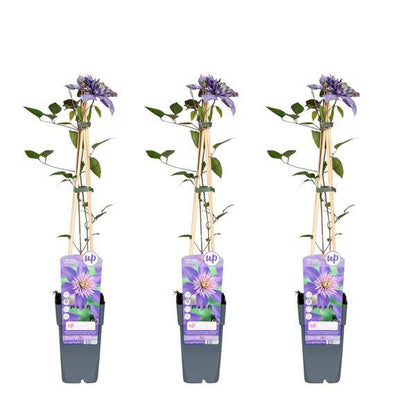 Waldrebe - Clematis Multi Blau - ↨65cm - Ø15cm - 3 Stück