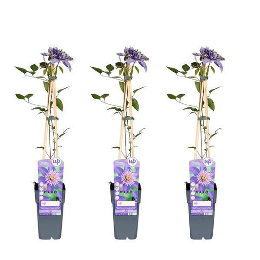 Waldrebe - Clematis Multi Blau - ↨65cm - Ø15cm - 3 Stück