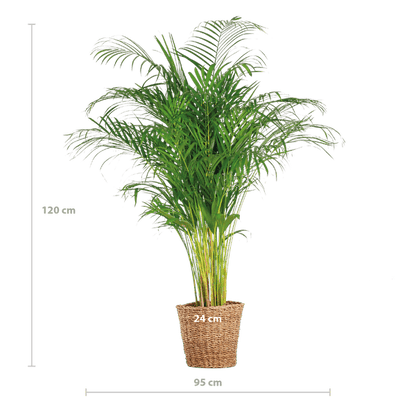 Areca-Palme Dypsis – Goldfruchtpalme – Zimmerpflanze – 120 cm – Ø24 cm – inkl. Pflanzkorb Torun – Luftreinigende Palme für Wohnzimmer und Büro 