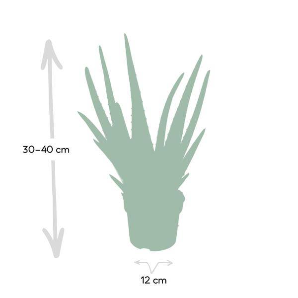 Aloe vera – Echte Aloe – Ø12cm x H40cm – Pflegeleichte Zimmerpflanze & Sukkulente – Sonnentolerant & wasserspeichernd – Im Kunststofftopf – Direkt aus der Gärtnerei 