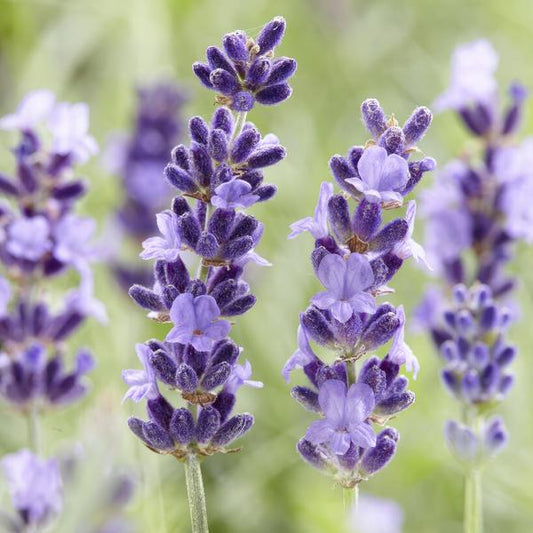 Lavender Lavandula 'Hidcote' – 6 Pflanzen – Reich blühender Lavendel – ↕10-25cm – Ø9cm – pflegeleicht & sonnig