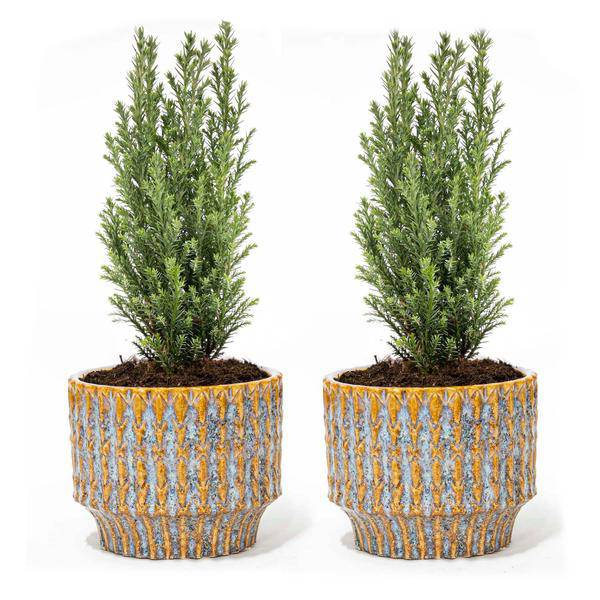 2er Set - Weihnachtsbaum 'Ellwoodii' + Topf Echo - 30 cm hoch 