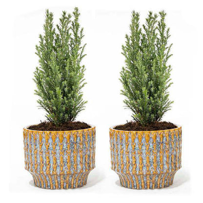 2er Set - Weihnachtsbaum 'Ellwoodii' + Topf Echo - 30 cm hoch 