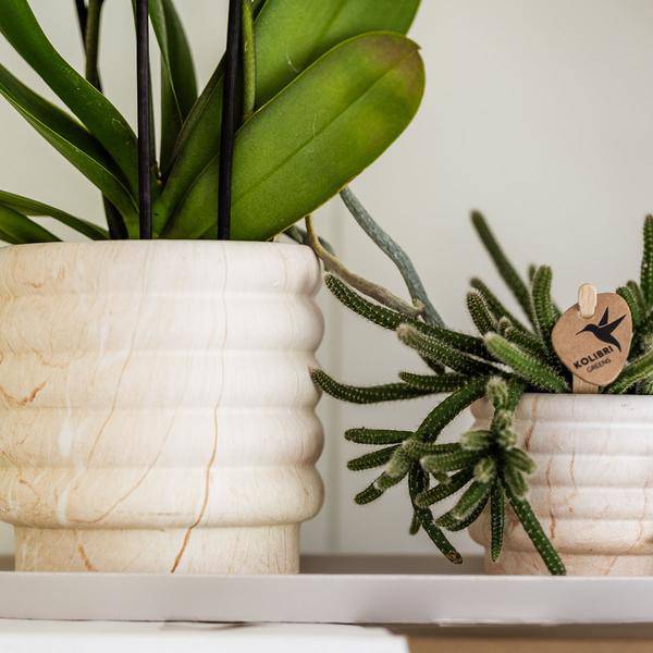 Kombi-Angebot - Marmor Töpfe 