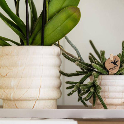 Kombi-Angebot - Marmor Töpfe 