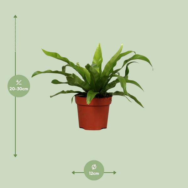 Nestfarn - Asplenium Antiquum - Zimmerpflanze - Ø12cm - ↕25cm
