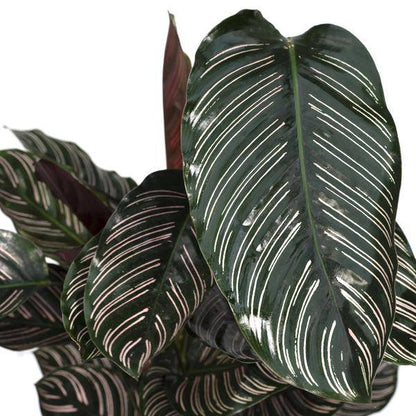 Calathea Ornata - Ø19cm - ↕75cm - Oasis of Life