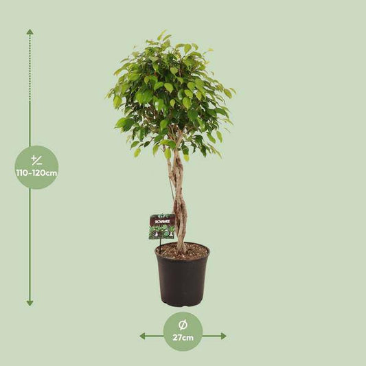 Birkenfeige - Ficus Benjamina Exotica - Zimmerpflanze - Ø27cm - ↕120cm 
