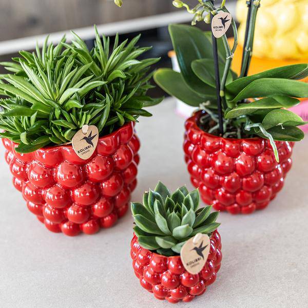 Beeren-Topf - 12cm