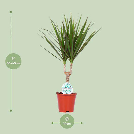 Drachenbaum - Dracaena Marginata - Zimmerpflanze - Ø14cm - ↕55cm 