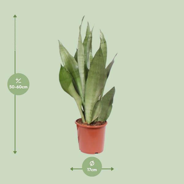 Bogenhanf - Sansevieria Moonshine - Zimmerpflanze - Ø17cm - ↕60cm