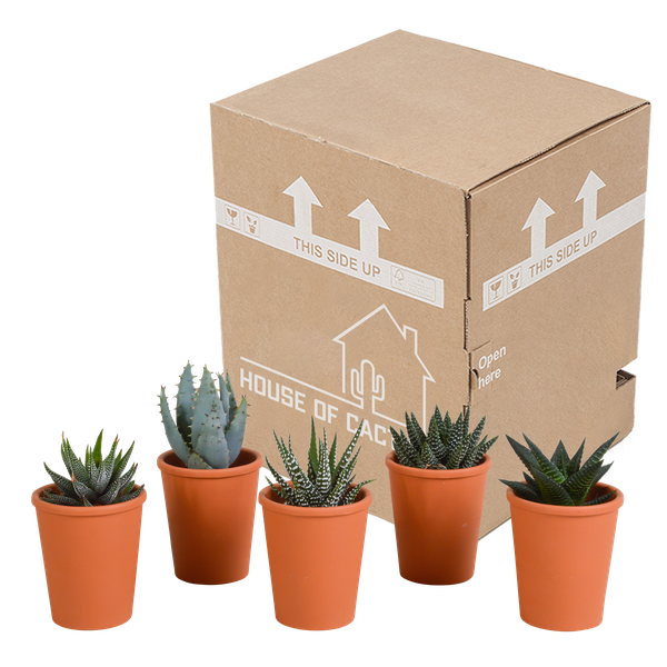 Sukkulenten - Gasteria/Haworthia - Mix - 5,5cm - 5 Stück - Zimmerpflanze - im Terrakotta-Topf
