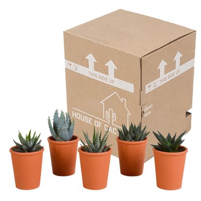 Sukkulenten - Gasteria/Haworthia - Mix - 5,5cm - 5 Stück - Zimmerpflanze - im Terrakotta-Topf