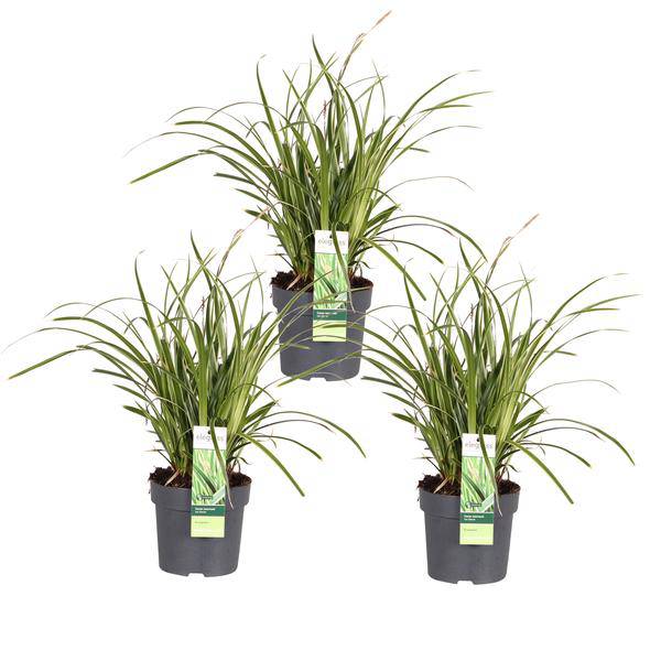 Japan-Segge - Carex morrowii 'Icedance' - ↨30cm - Ø14cm - 3 Stück