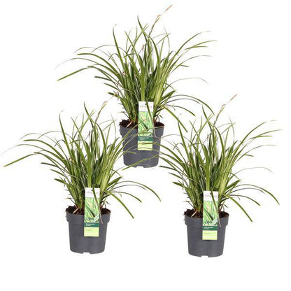 Japan-Segge - Carex morrowii 'Icedance' - ↨30cm - Ø14cm - 3 Stück