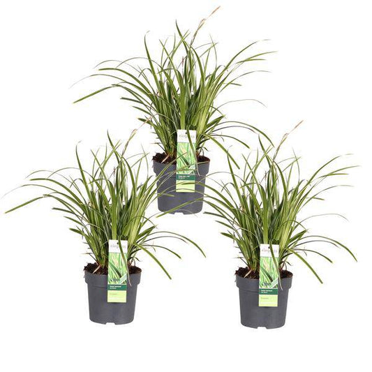 Japan-Segge - Carex morrowii 'Icedance' – Immergrünes Ziergras – 3er-Set – Ø14 cm Topf – Ca. 30 cm hoch – Winterhart & pflegeleicht – Für Garten & Kübel 