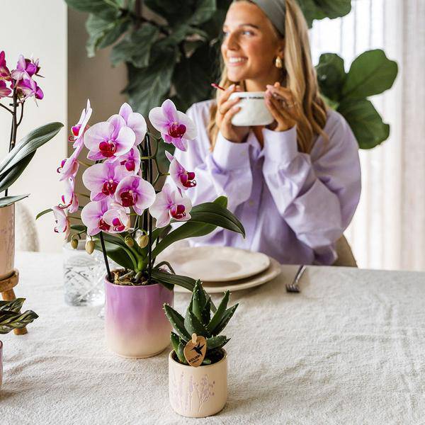 Gradience Übertopf - Rosa - Ø6cm 