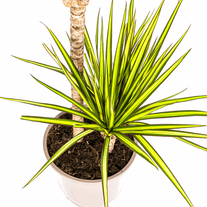 Dracaena Marginata Sonnenstrahl Ø19cm - ↕80-100cm