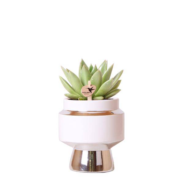 Grünpflanze - Sukkulente Echeveria Miranda im Le Chic Topf silber - Topfgröße Ø9cm - grüne Zimmerpflanze - frisch vom Züchter - Oasis of Life