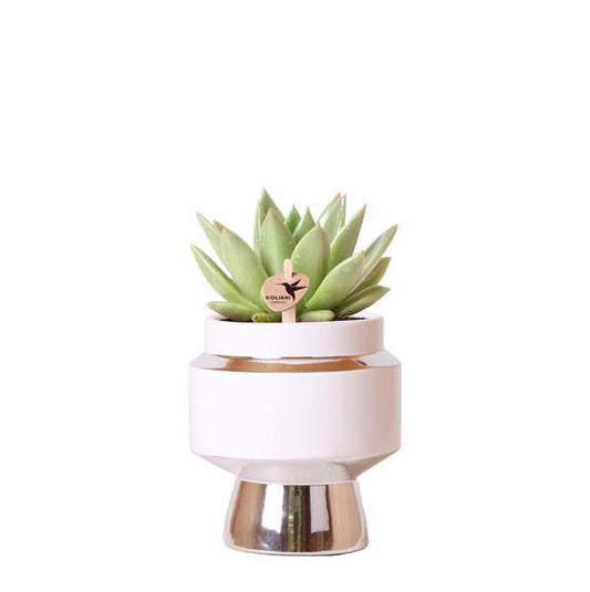Grünpflanze - Sukkulente Echeveria Miranda im Le Chic Topf silber - Topfgröße Ø9cm - grüne Zimmerpflanze - frisch vom Züchter - Oasis of Life