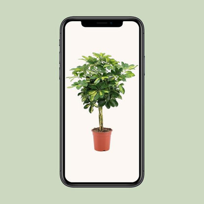 Strahlenaralie - Schefflera Arboricola Gold Capella - Zimmerpflanze - Ø19cm - ↕75cm