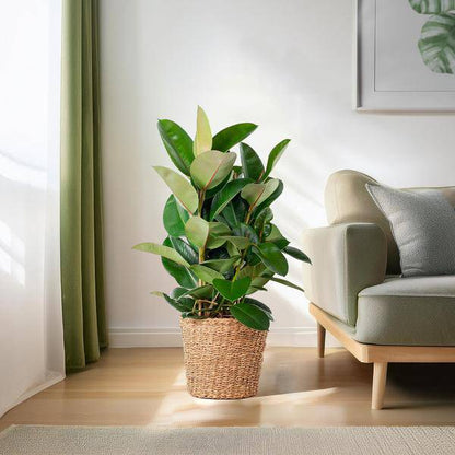 Ficus Elastica Robusta – Gummibaum – Zimmerpflanze – ca. 90 cm – Ø27 cm – In Pflanzkorb Torun – Pflegeleicht & dekorativ 