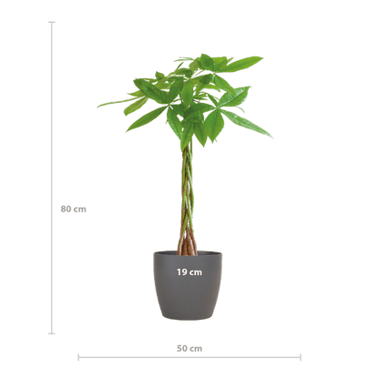 Pachira Aquatica - Glückskastanie - Zimmerpflanze - ↕80cm - Ø21cm + TopfViber Grau