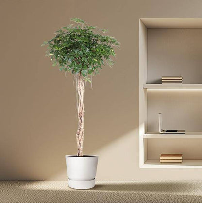 Strahlenaralie - Schefflera Arboricola Compacta - Zimmerpflanze - 200cm - ø50cm