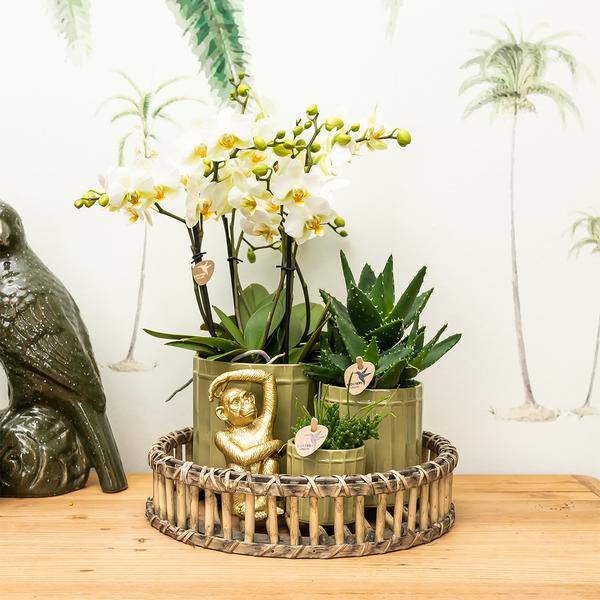 Ornament - Dekoskulptur Sitzender Affe - Gold - Oasis of Life