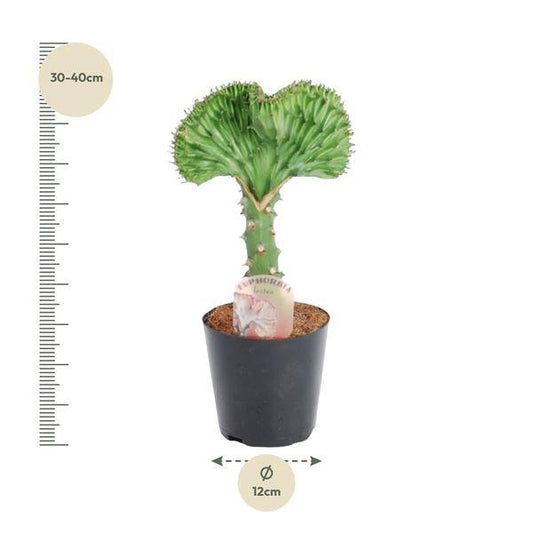 Euphorbia lactea Cristata Grün – Korallen-Wolfsmilch – Zimmerpflanze – Höhe ca. 35cm – ø12cm – Exotische Sukkulente in Korallenform – Pflegeleicht & dekorativ für sonnige Standorte 
