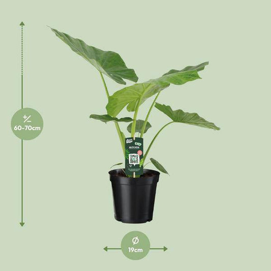 Riesenblättriges Pfeilblatt - Alocasia Macrorrhiza - Zimmerpflanze - Ø19cm - ↕70cm 