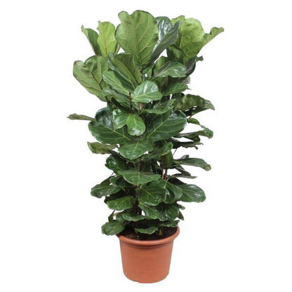 Echte Feige - Ficus Lyrata - 180cm - ø45cm