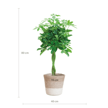 Schefflera Arb Nora - Strahlenaralie - Zimmerpflanze - ↕70cm - Ø21cm + Korb Lissabon Weiß