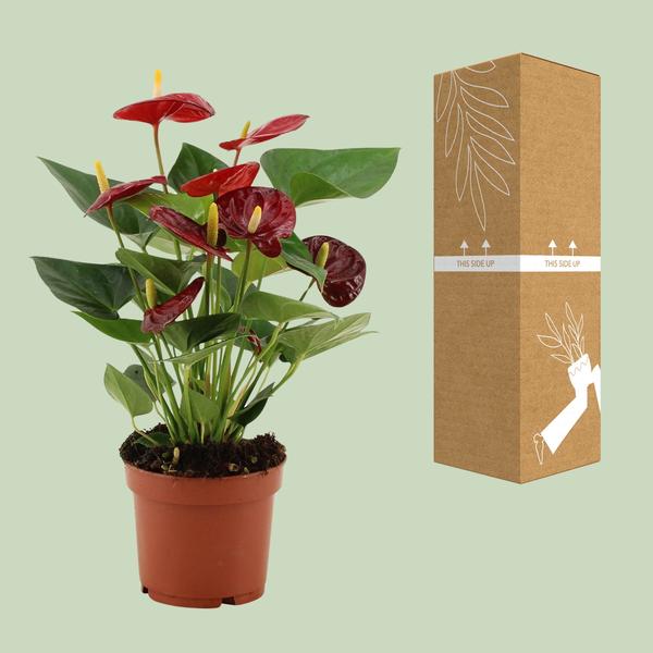 Anthurium Calon – Flamingoblume – Zimmerpflanze – Ø12cm – ↕36cm – Tropische Blühpflanze mit herzförmigen Blüten – Luftreinigend & pflegeleicht – Für Zuhause & Büro 