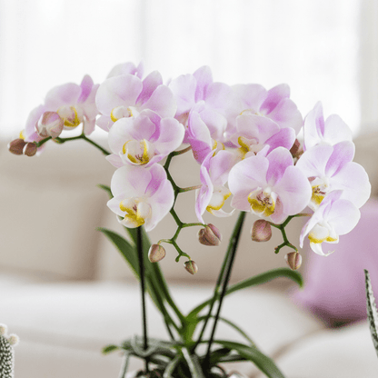 Phalaenopsis Orchidee Rosa ‘Portugal’ – Zimmerpflanze im Mosa Ziertopf Rosa Ø9cm – Pflanzset mit 2–3 Blütenstielen – Stilvolle Deko für Wohnzimmer & Büro 