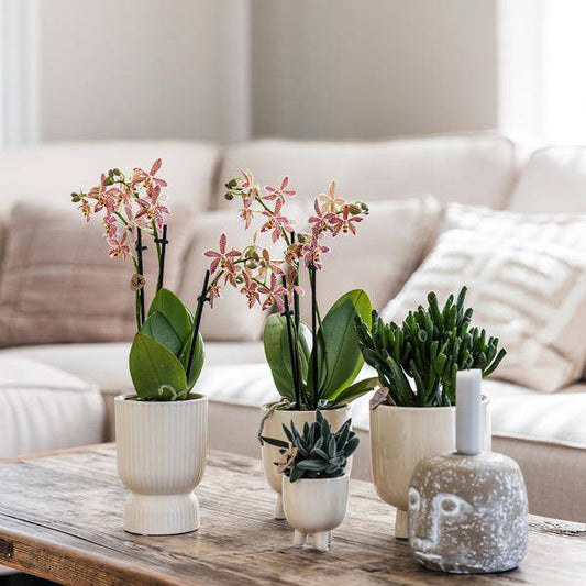 Phalaenopsis Orchidee Congo Rosa – Blühende Zimmerpflanze 35-45cm inkl. Ziertopf Diabolo Travertin Ø9cm – Elegante Orchidee mit 2–3 Zweigen – Dekorative Blütenpflanze für Wohnzimmer & Büro 