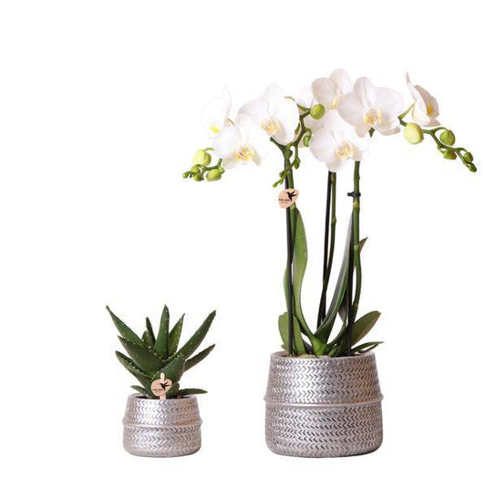 Kolibri Company - Pflanzenset Groove silber | Set mit weißer Phalaenopsis Orchidee Amabilis Ø9cm und grüner Sukkulente Crassula Ovata Ø6cm | inkl. silbernen Keramik-Ziertöpfen - Oasis of Life